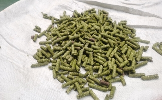 鋸末顆粒一噸能賺多少？顆粒機廠家給你算了一筆賬
